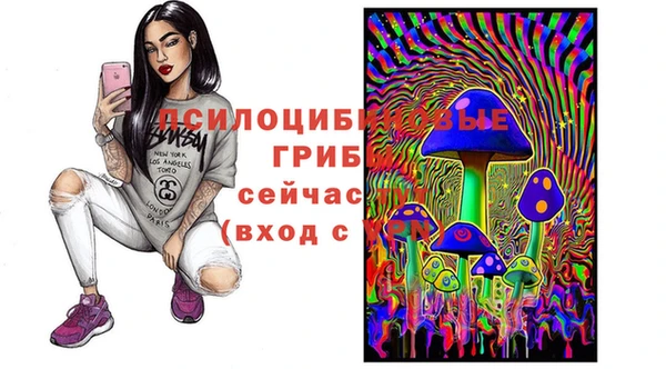 прущие грибы Михайлов